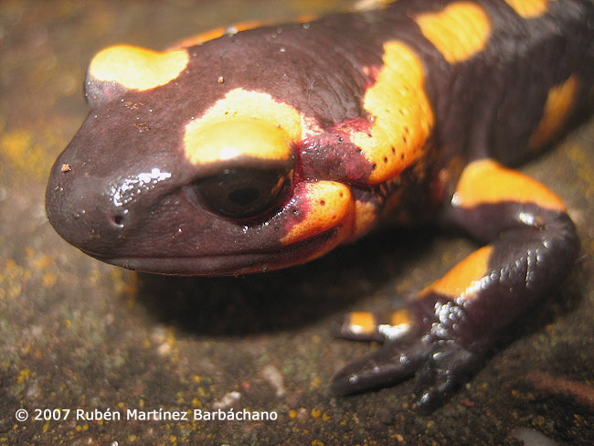 Salamandra salamandra fastuosa/bejarae